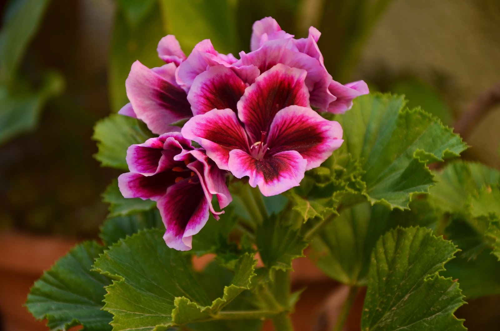 Пеларгония Toscana Magnus